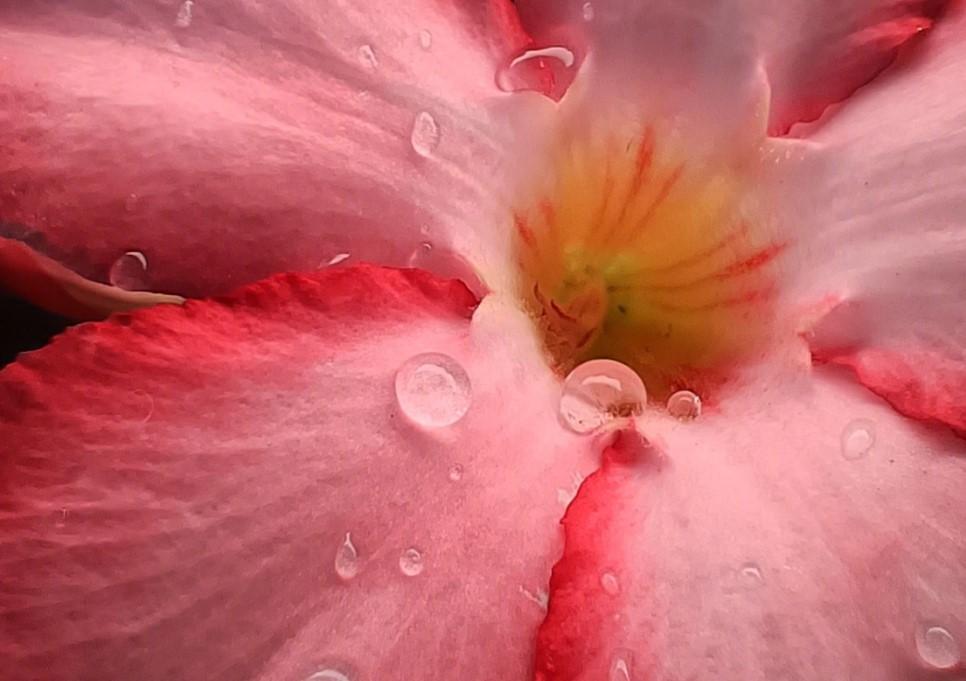 camera macro Oppo Reno 11 F